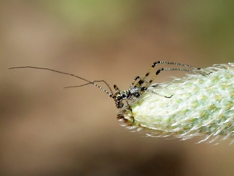 Phaneroptera falcata (neanide)